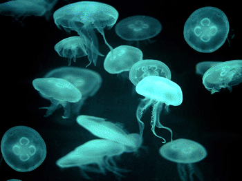 Image: The most common jellyfish protein used in lab research glows green when illuminated with UV light (Photo courtesy of NA/TSRI).
